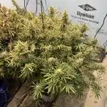 BCN Critical XXL Auto - Seedstockers