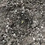 Amnesia Auto Seedstockers