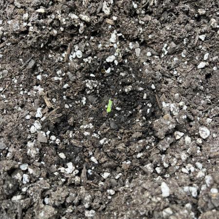 Amnesia Auto Seedstockers