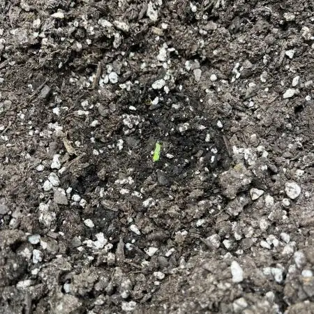 Amnesia Auto Seedstockers
