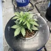 Orange Biscuits - Mephisto Genetics