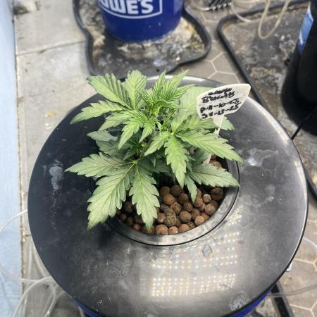 Orange Biscuits - Mephisto Genetics