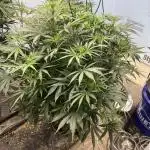 BCN Critical XXL Auto - Seedstockers