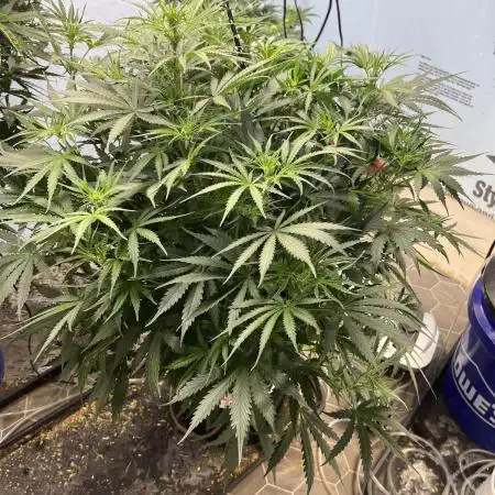 BCN Critical XXL Auto - Seedstockers