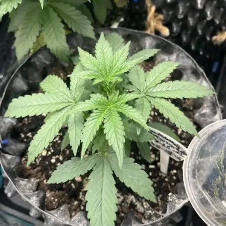 Amnesia Auto Seedstockers