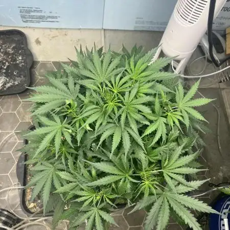 BCN Critical XXL Auto - Seedstockers