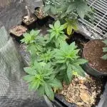 Big Bud - Seedstockers - Test Grow