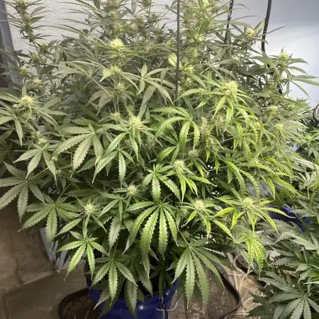 Seedstockers Bruce Banner Auto
