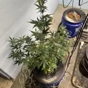 Orange Biscuits - Mephisto Genetics