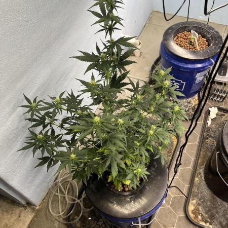 Orange Biscuits - Mephisto Genetics