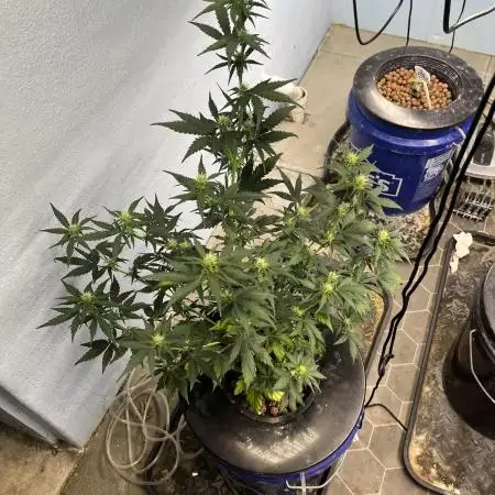 Orange Biscuits - Mephisto Genetics