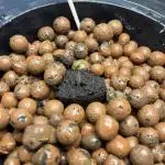 Orange Biscuits - Mephisto Genetics