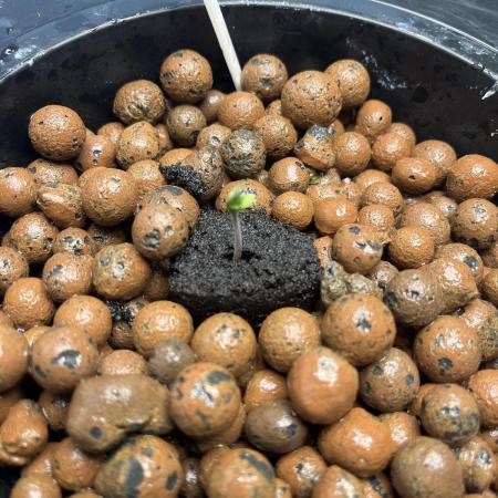 Orange Biscuits - Mephisto Genetics