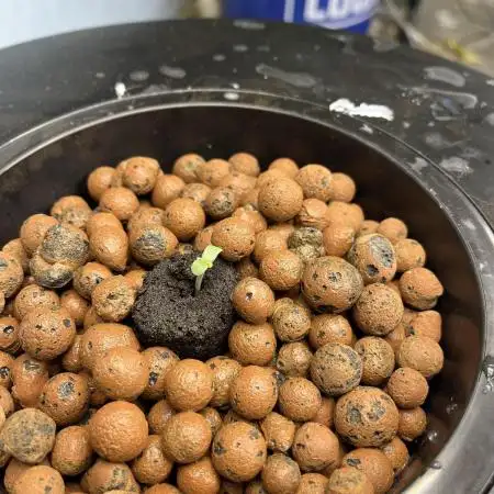 SeedStockers Bruce Banner Auto