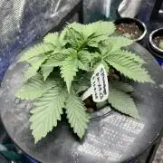 Strawberry Nuggets - Mephisto