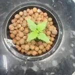 Sherbet Auto - Seedstockers
