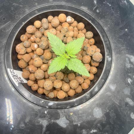 Sherbet Auto - Seedstockers