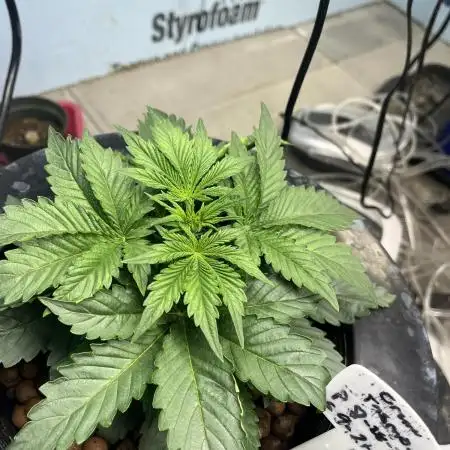 Crème-tasmo Mephisto Genetics
