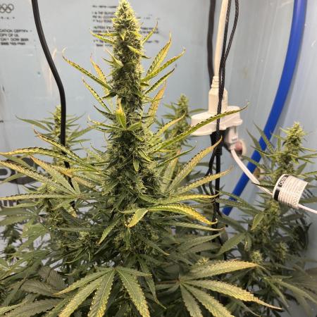 Northern Cheese Haze