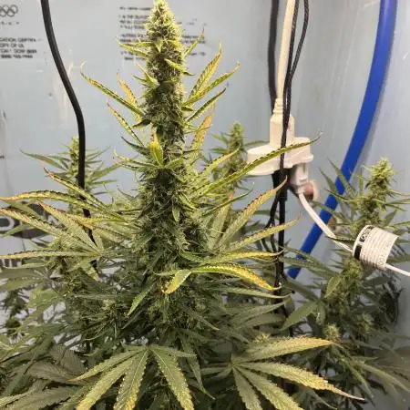 Northern Cheese Haze