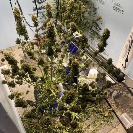 Seedstockers - Gelato 41 Auto