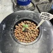 Orange Biscuits - Mephisto Genetics