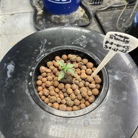 Orange Biscuits - Mephisto Genetics