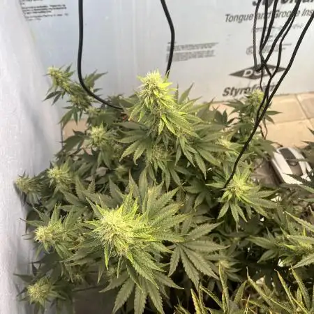 Crème-tasmo Mephisto Genetics