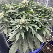 Strawberry Nuggets - Mephisto