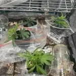 Northern Lights Fem - Seedstockers