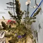 Northern Cheese Haze