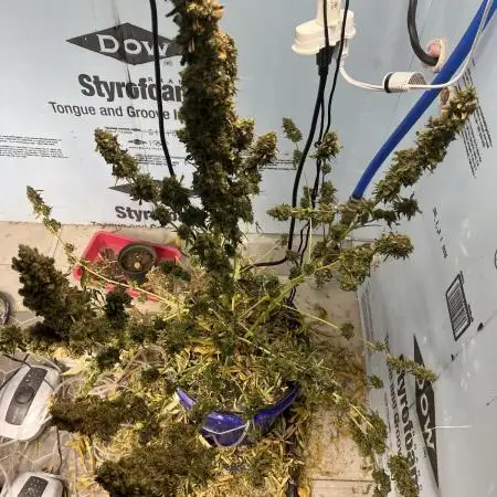 Northern Cheese Haze