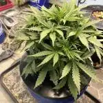 Seedstockers Bruce Banner Auto