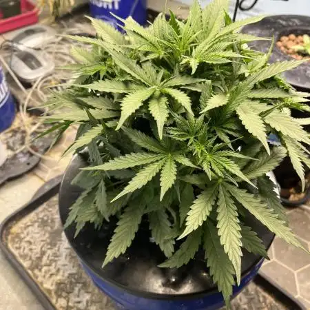 Seedstockers Bruce Banner Auto