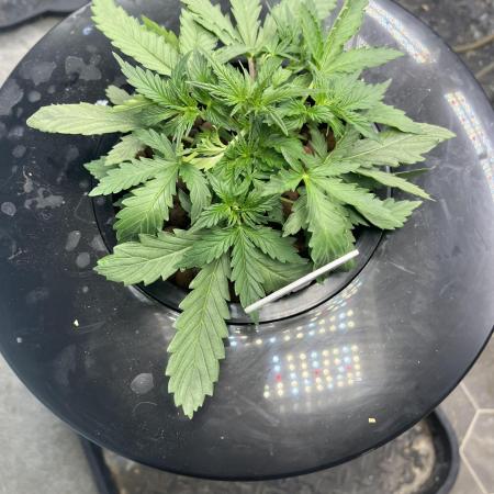 Seedstockers Bruce Banner Auto