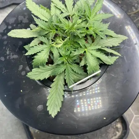 Seedstockers Bruce Banner Auto