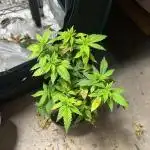 Big Bud - Seedstockers - Test Grow