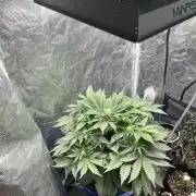 Strawberry Nuggets - Mephisto