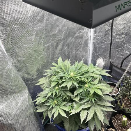 Strawberry Nuggets - Mephisto