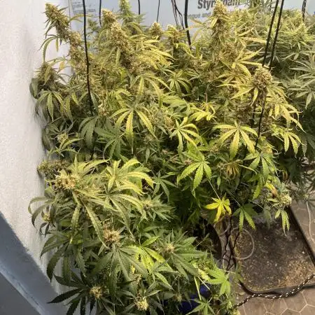 Seedstockers Bruce Banner Auto