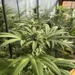 Lemon Orange (GHSC) - Summer 2025