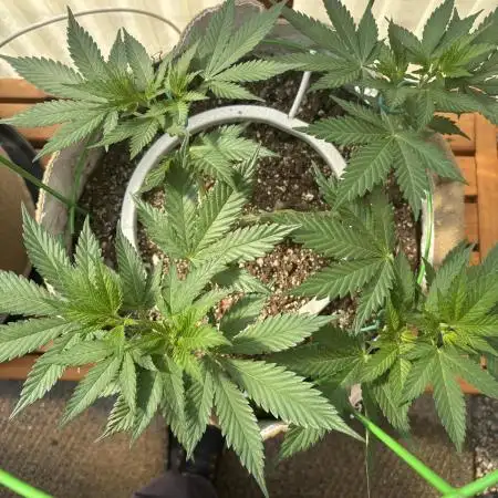 Purple Romulan (Next Generation Seeds) - Summer 2025