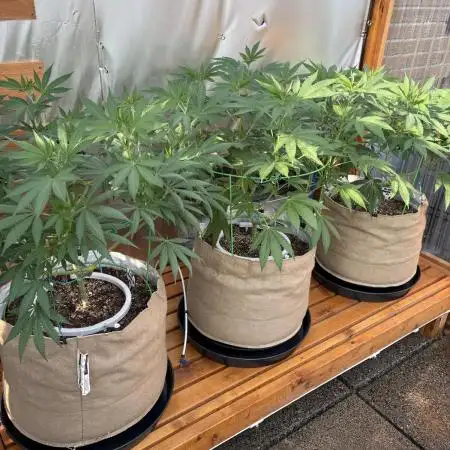 Lemon Orange (GHSC) - Summer 2025