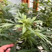 Purple Romulan - Summer 2026