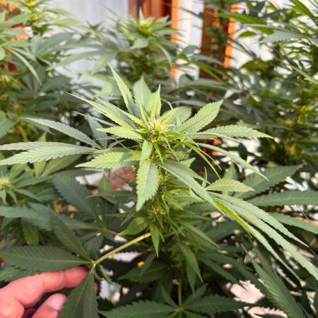 Purple Romulan - Summer 2026