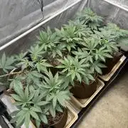 Blue Dynamite - Summer 2026