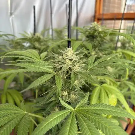 Lemon Orange (GHSC) - Summer 2025