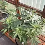 Purple Romulan (Next Generation Seeds) - Summer 2025
