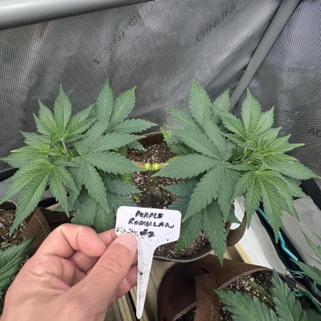 Purple Romulan - Summer 2026