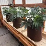 Purple Romulan - Summer 2026